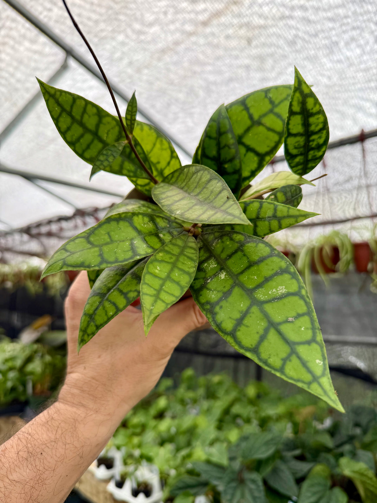 5" Hoya callistophylla 'Black Cat' - Canopy Plant Co.