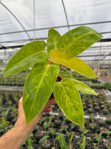 4" Philodendron ‘Painted Lady’