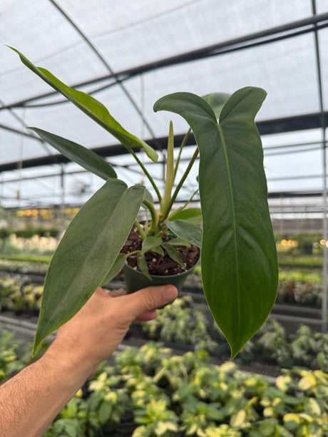 4" Philodendron 'Bette Waterbury' ('69686') - Canopy Plant Co.