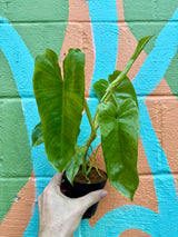 4" Philodendron 'Paraiso Verde' - Canopy Plant Co.