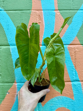 4" Philodendron 'Paraiso Verde' - Canopy Plant Co.