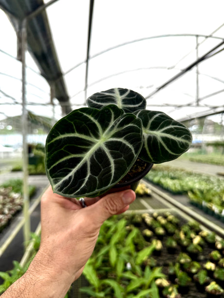4" Alocasia ‘Ninja’