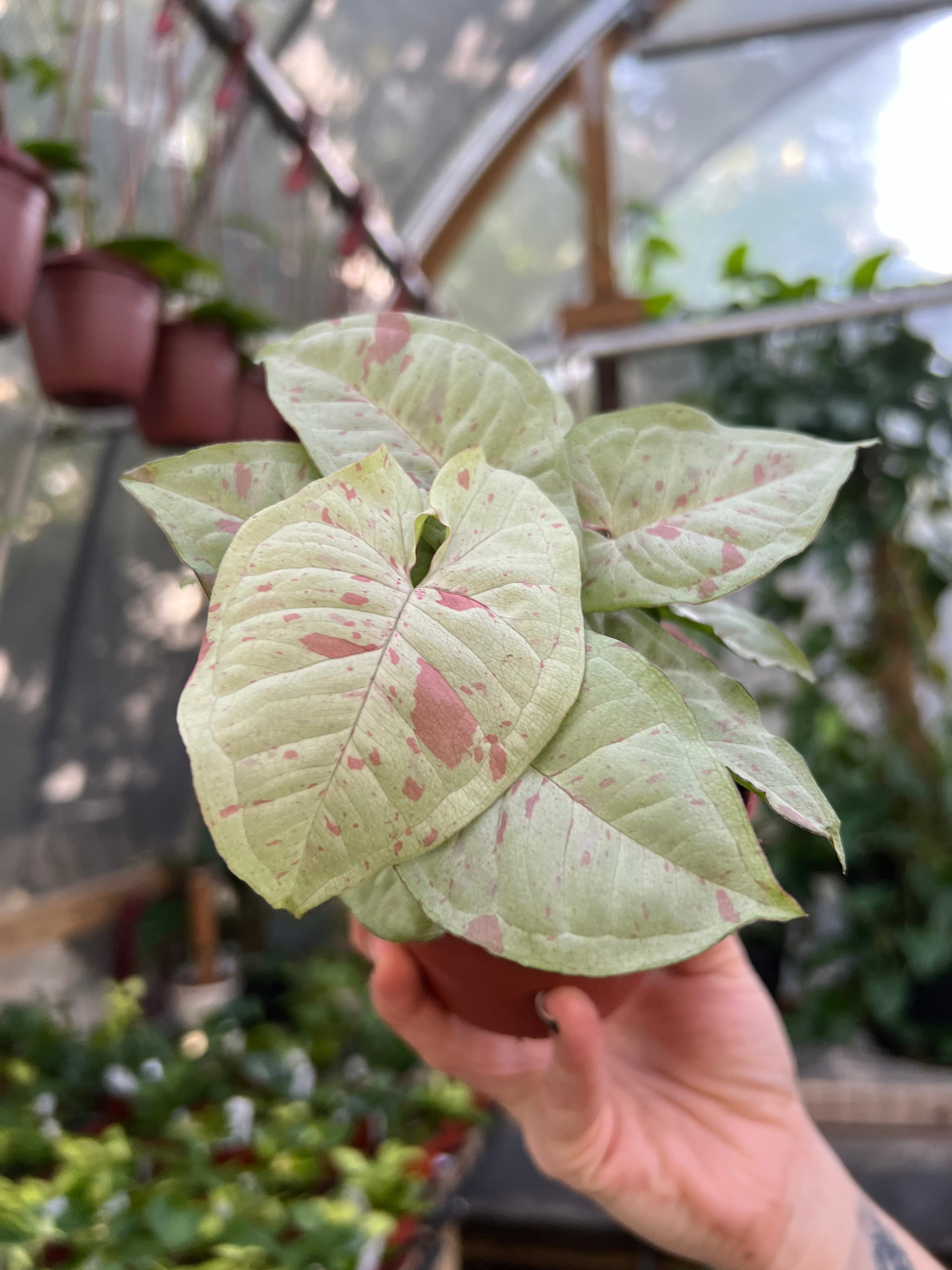 Syngonium Milk fashion Confetti