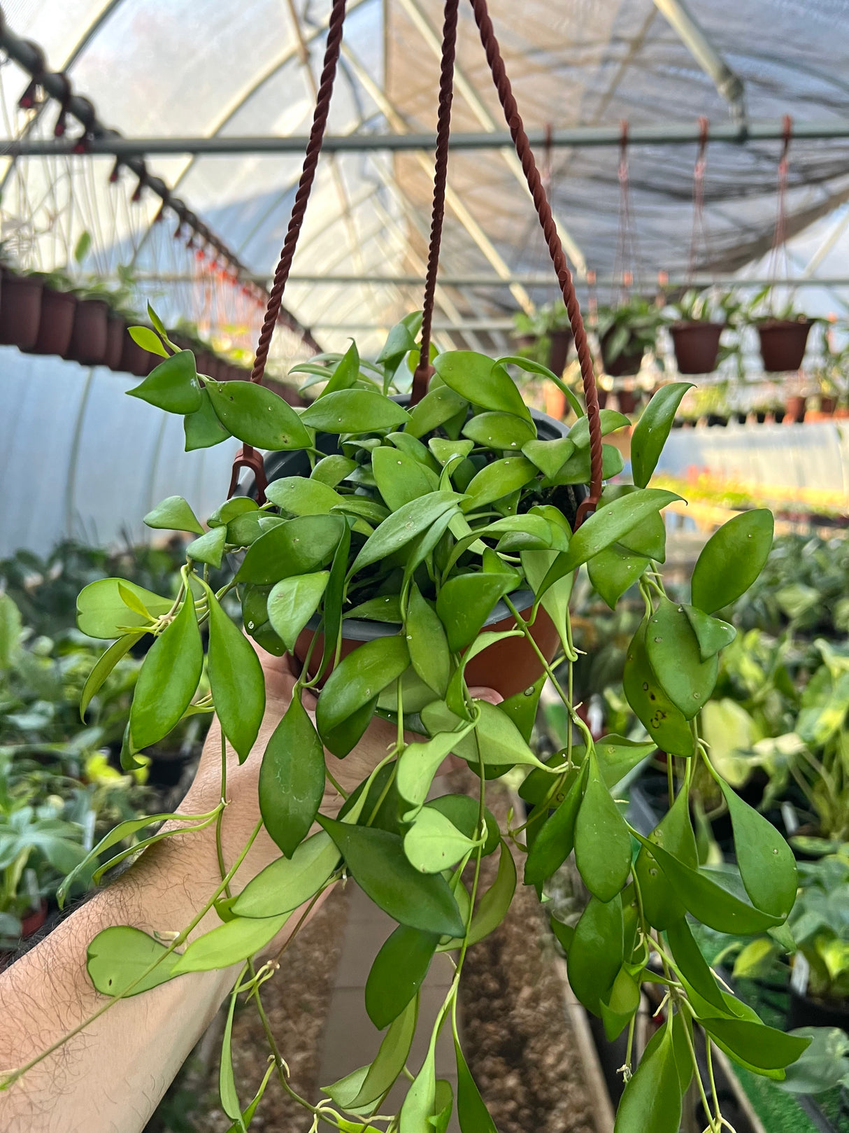 6" Hoya Noona hanging basket