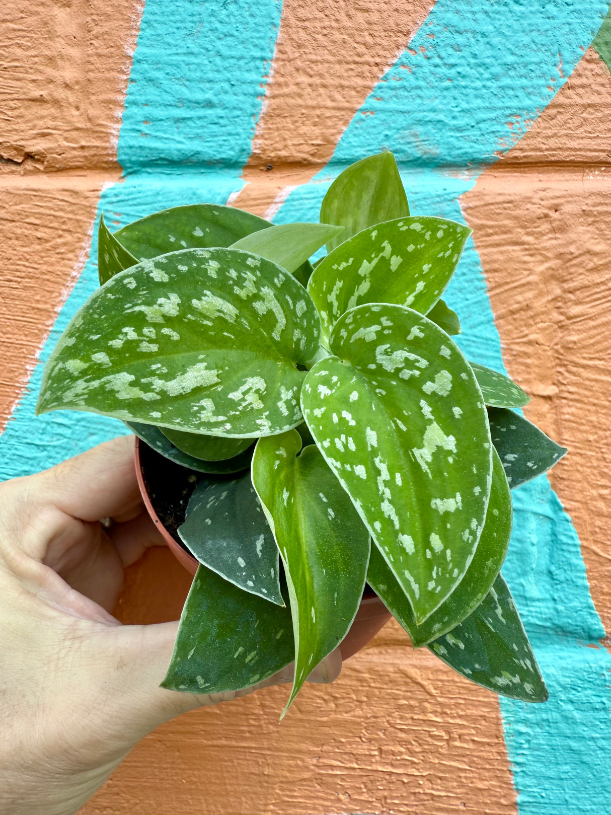 4” Scindapsus 'Tricolor'