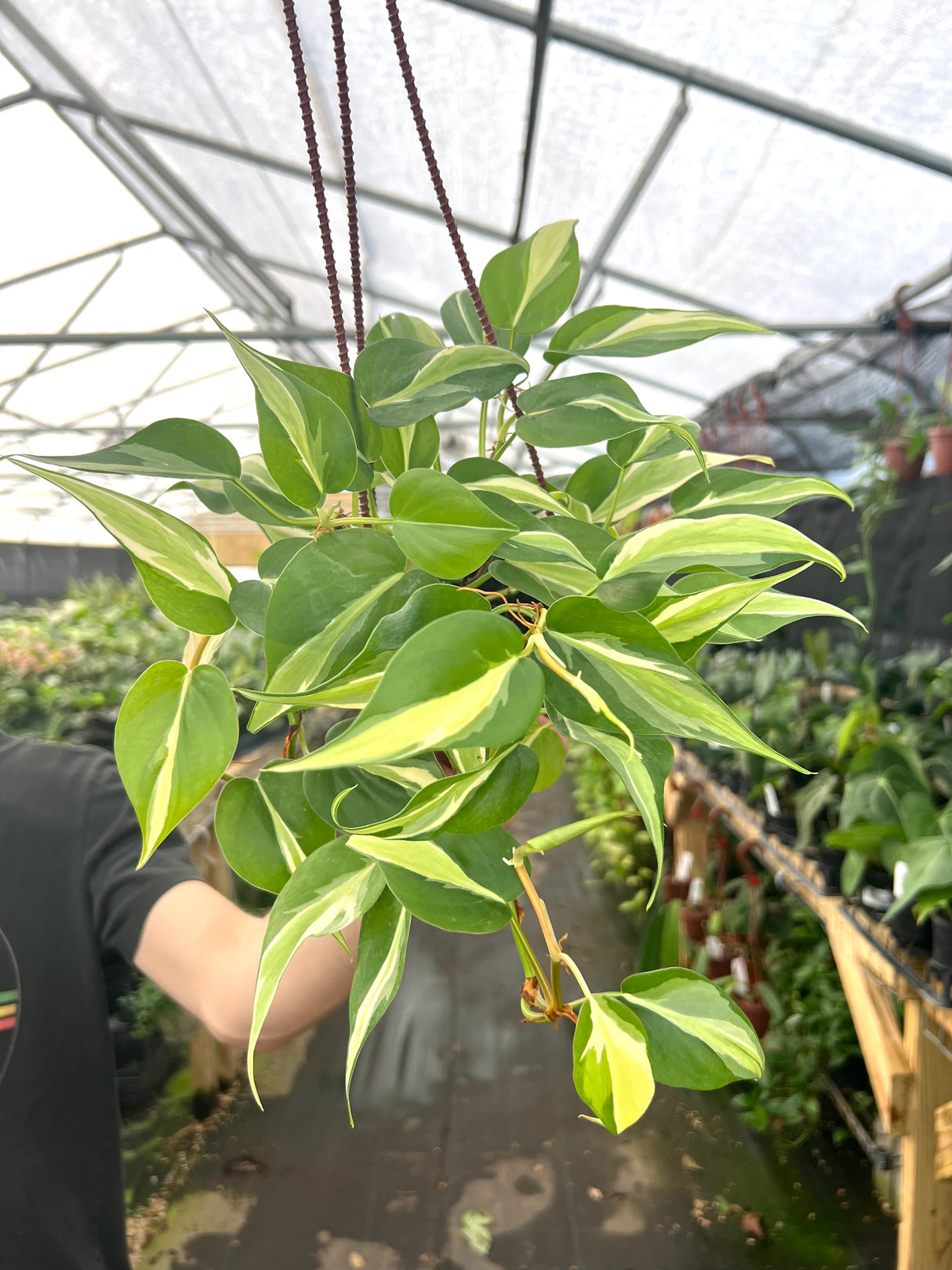 4" Philodendron Silver Stripe hanging basket