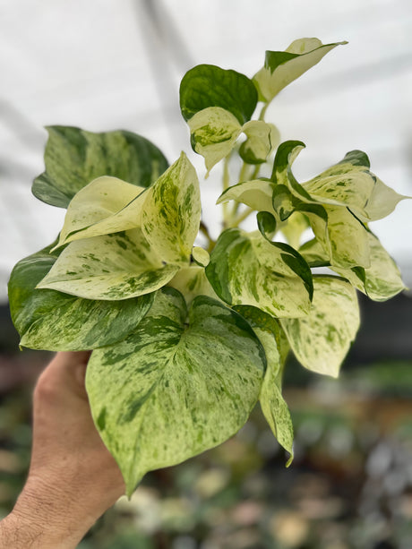 5" Pothos Manjula