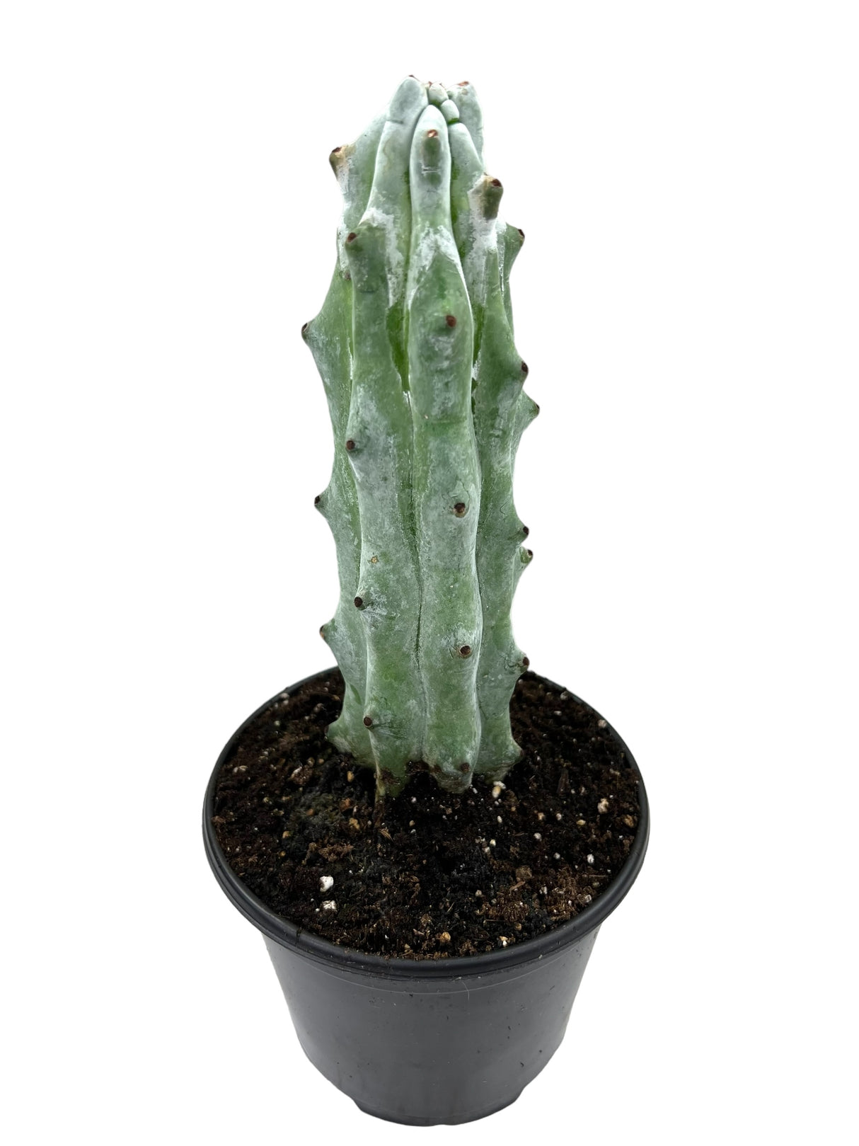 4” Stenocereus beneckei 'Ghost White Boobie Cactus'