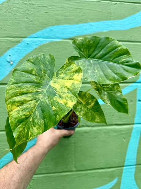 4" Alocasia gageana (aurea/yellow variegated) - Canopy Plant Co.