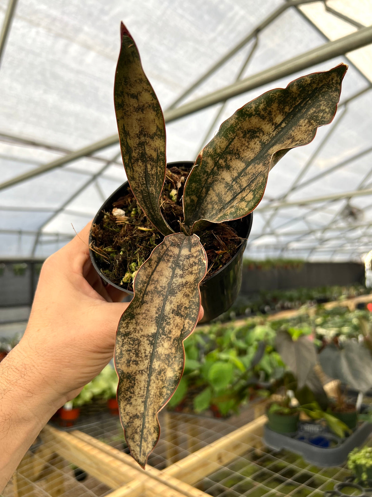 4" Sansevieria kirkii 'Coppertone'