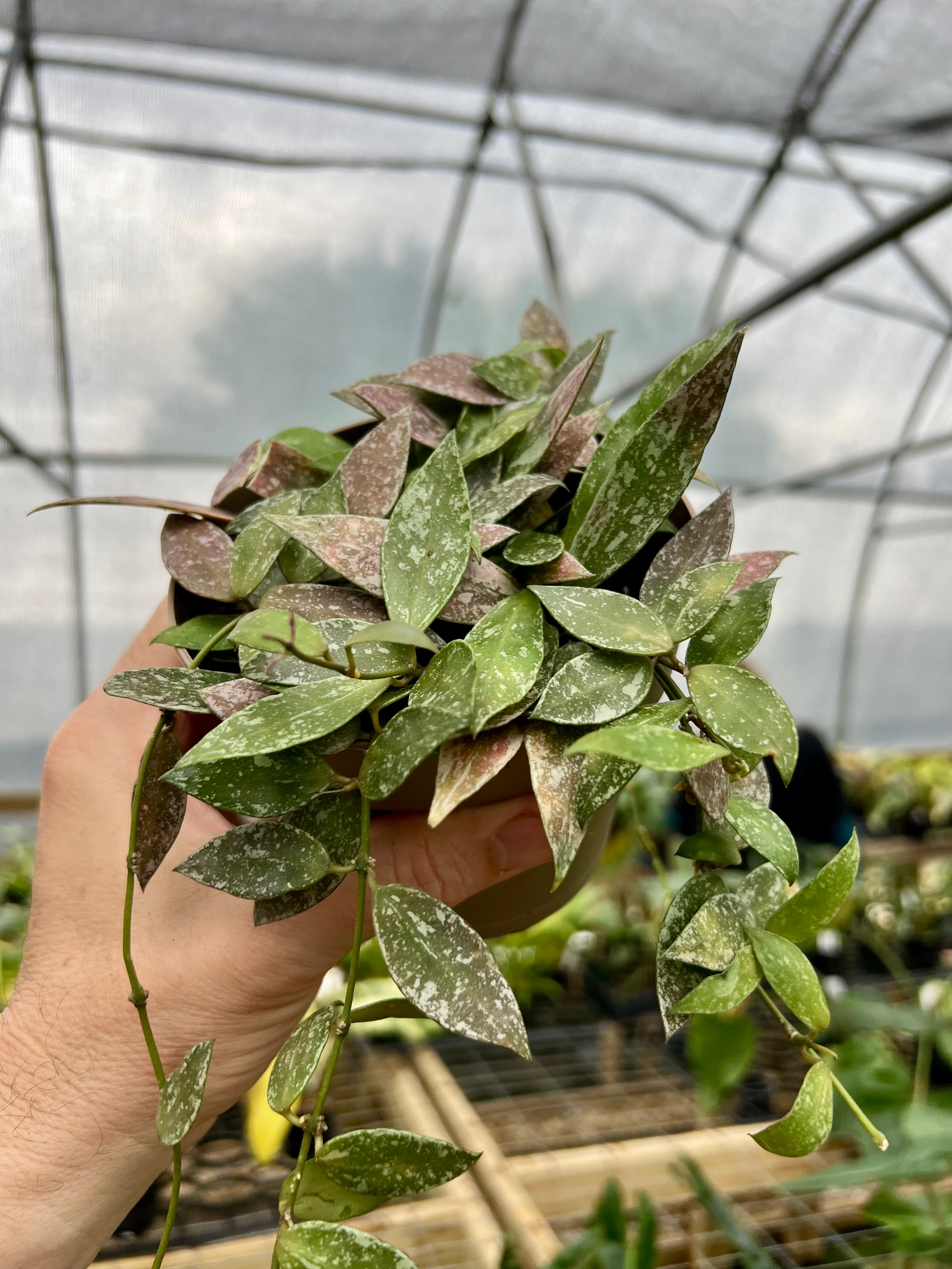 E771 Rare Hoya Sulawesiana Rooted - Etsy