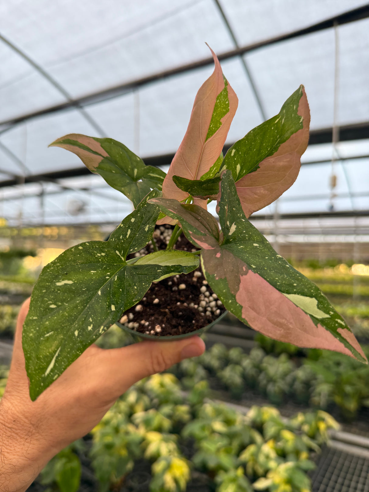 4" Syngonium ‘Tricolor’ - Canopy Plant Co.