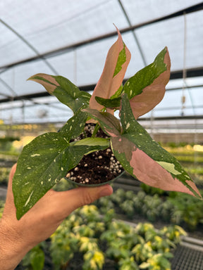 4" Syngonium ‘Tricolor’ - Canopy Plant Co.