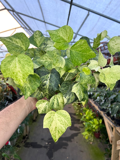 6" Algerian Ivy variegated 'Tropical Blizzard'