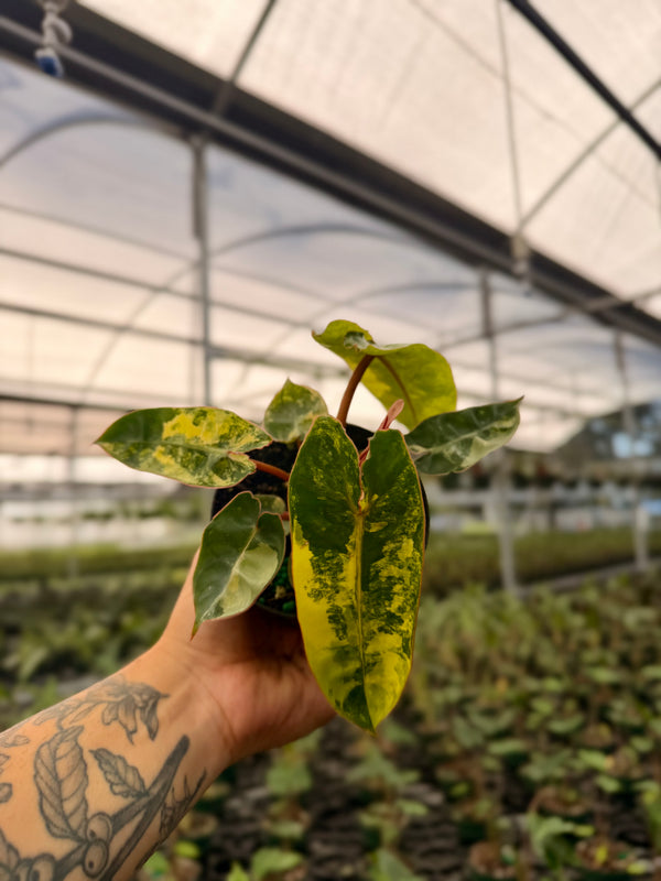 4" Philodendron billietiae variegated