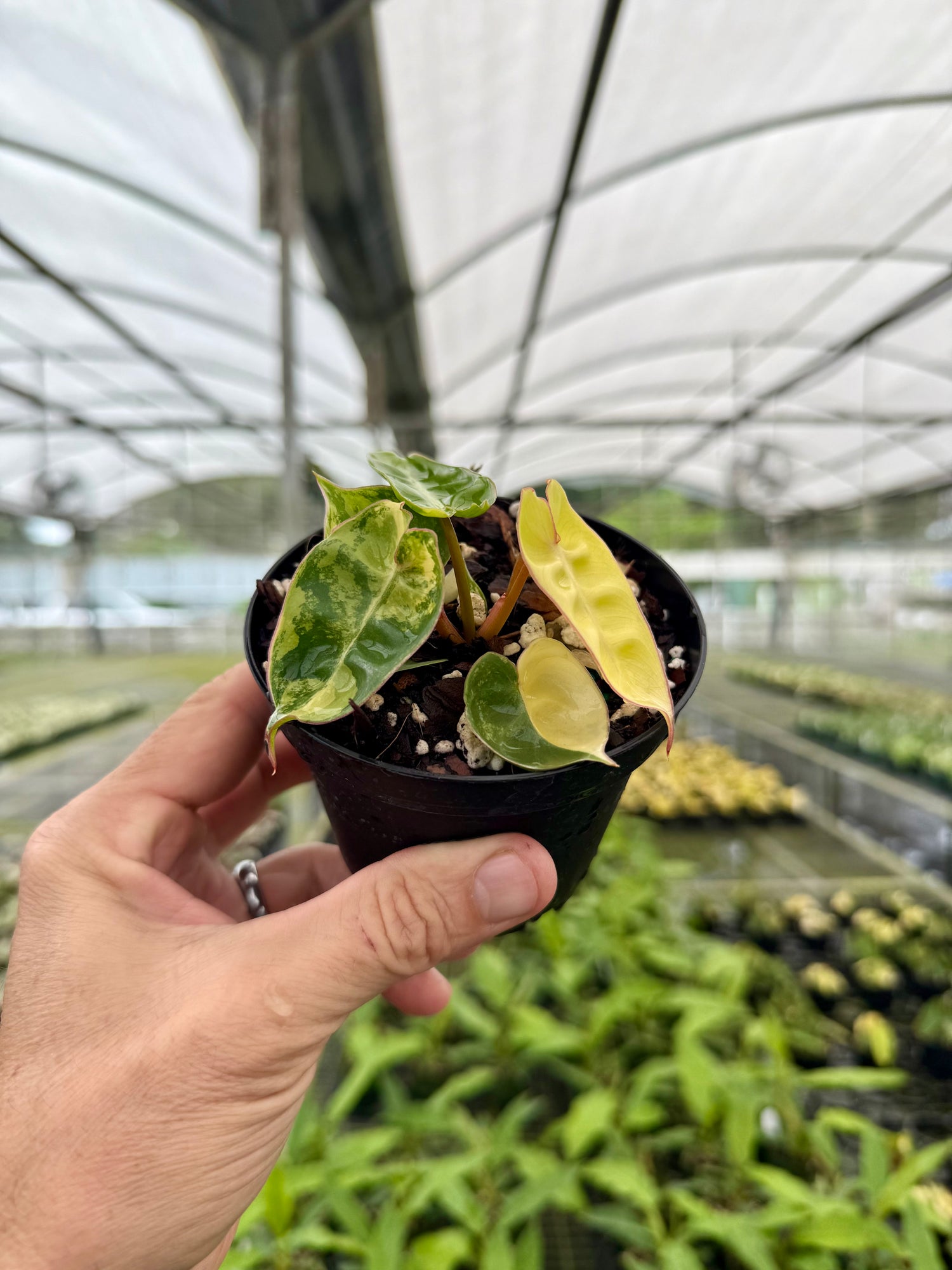 philodendron billitae 4" Philodendron billietiae variegated (starter) – Canopy Plant Co