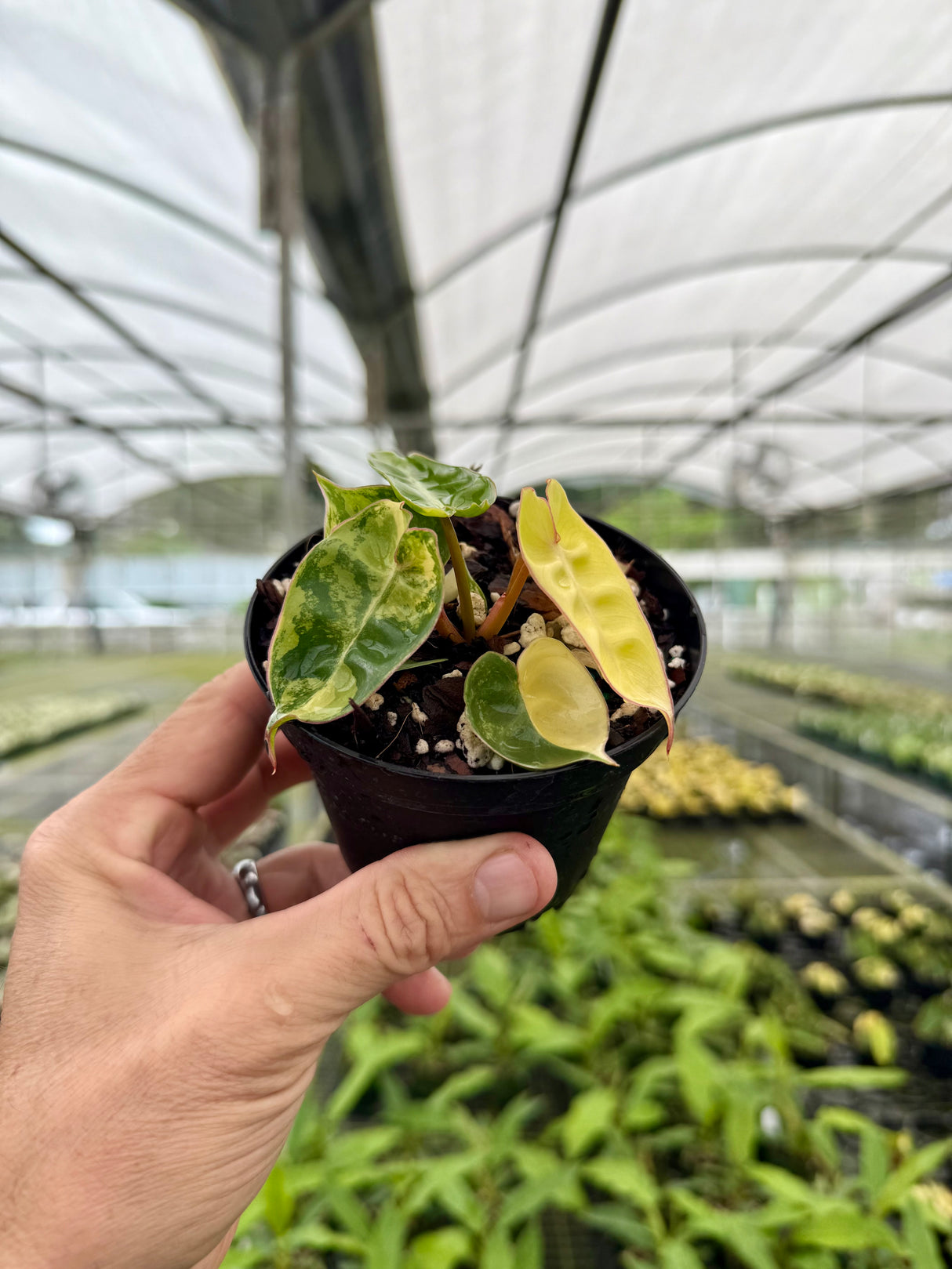 4" Philodendron billietiae variegated (starter)
