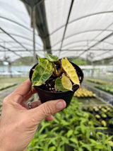 4" Philodendron billietiae variegated (starter)