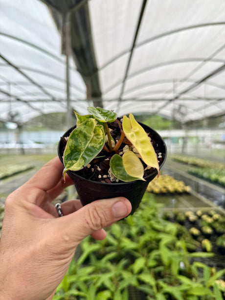 4" Philodendron billietiae variegated (starter)
