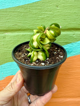 4" Hoya compacta 'Mauna Loa' (inner variegated)