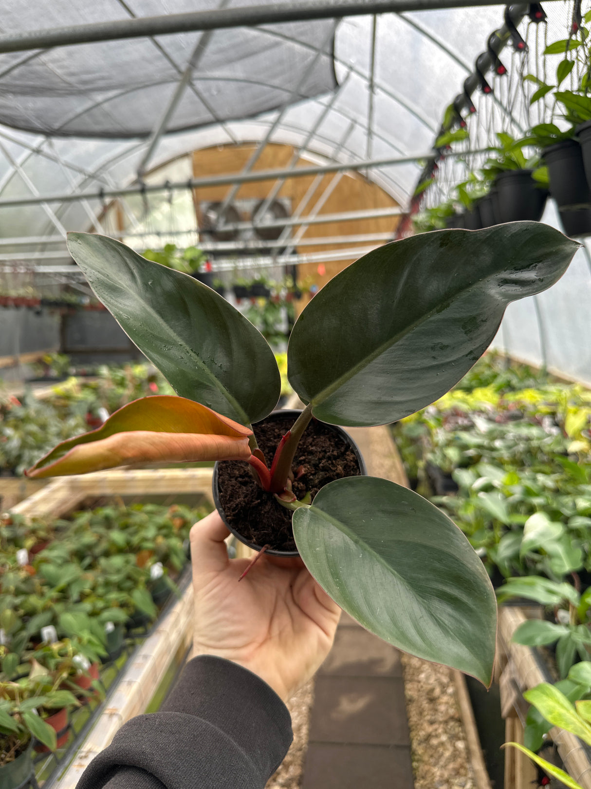 4" Philodendron Red Congo