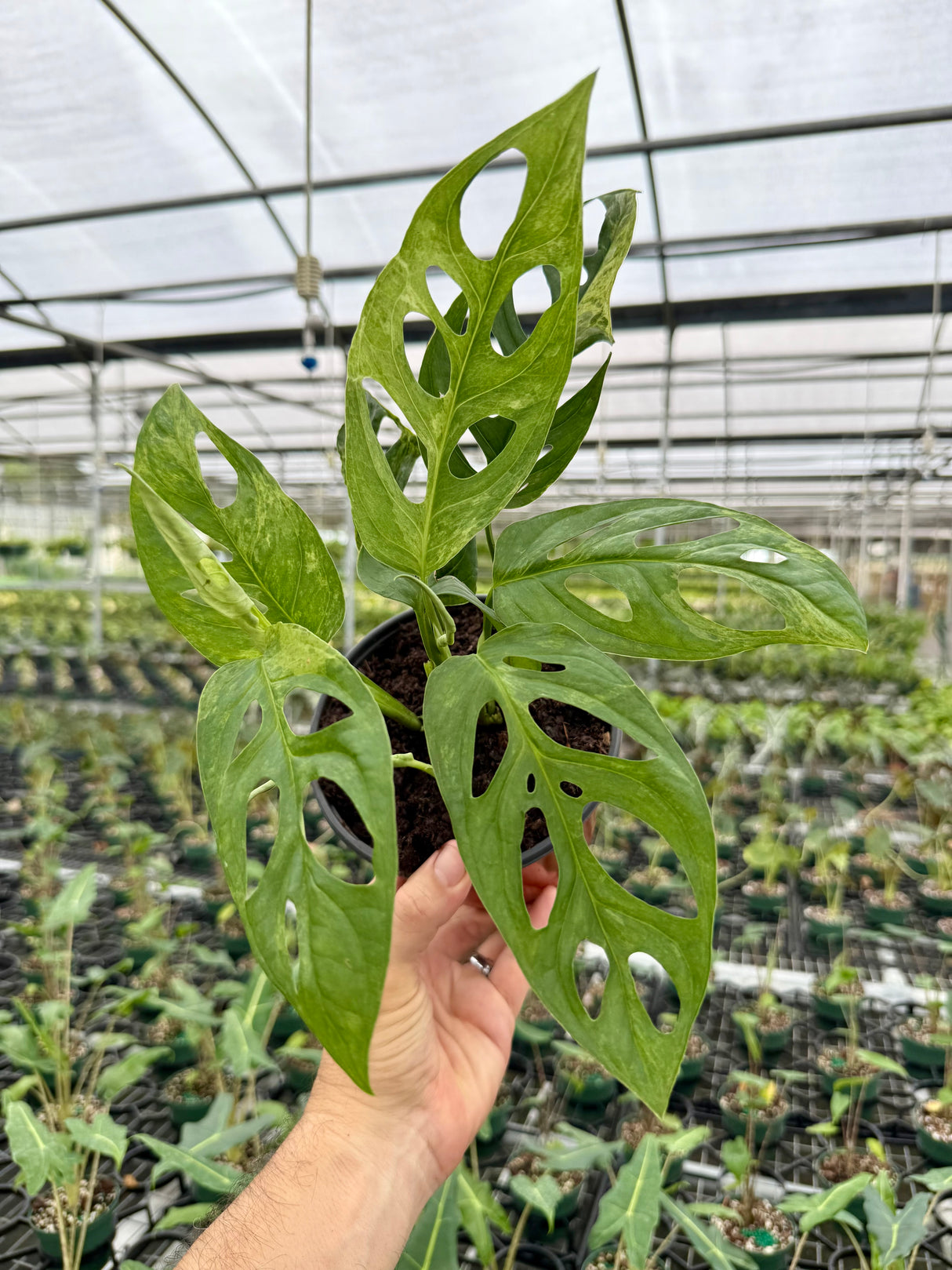 6" Monstera adansonii variegated 'Mint'