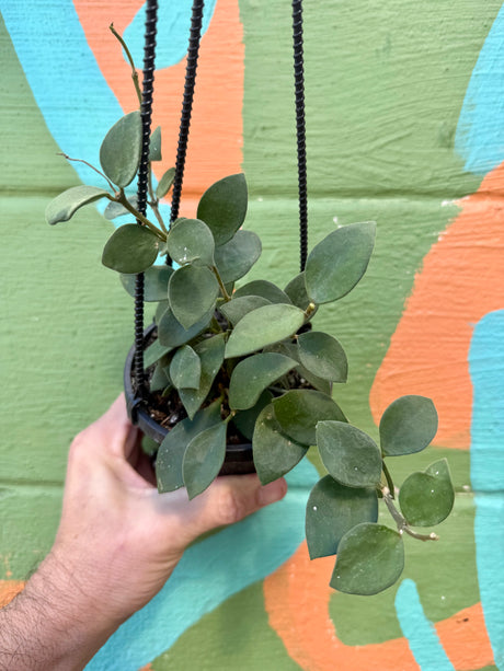 4" Hoya nummularioides hanging basket