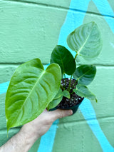 4” Anthurium veitchii