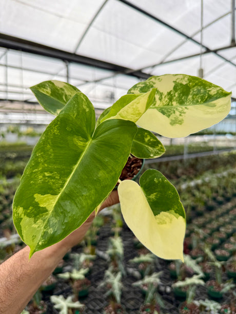 4” Philodendron ‘Burle Marx’ variegated