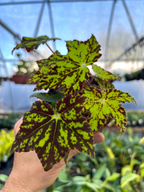 4" Begonia Geometry - Canopy Plant Co.