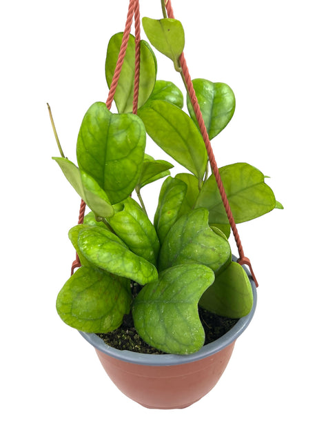 6" Hoya deykeae hanging basket - Canopy Plant Co.