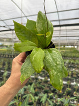 4” Hoya 'Chicken Farm' - Canopy Plant Co.