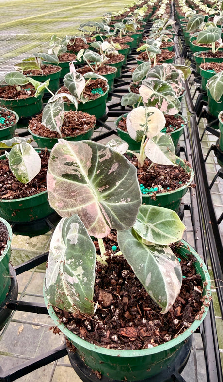 4" Alocasia ‘Black Velvet’ variegated - Canopy Plant Co.