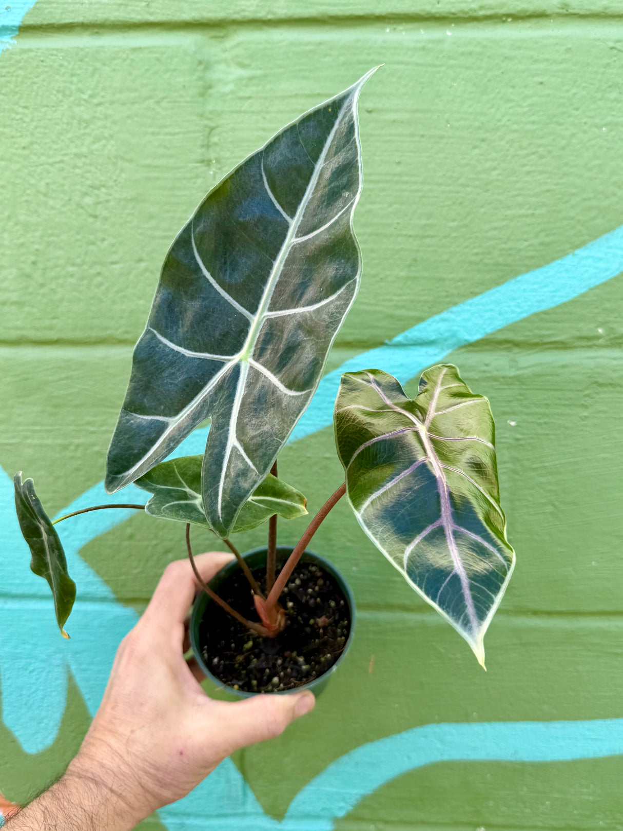4" Alocasia longiloba ‘Black Satun'
