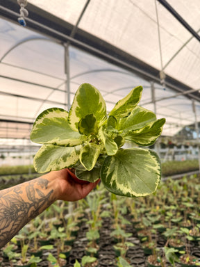 4" Peperomia ‘Golden Gate’ - Canopy Plant Co.