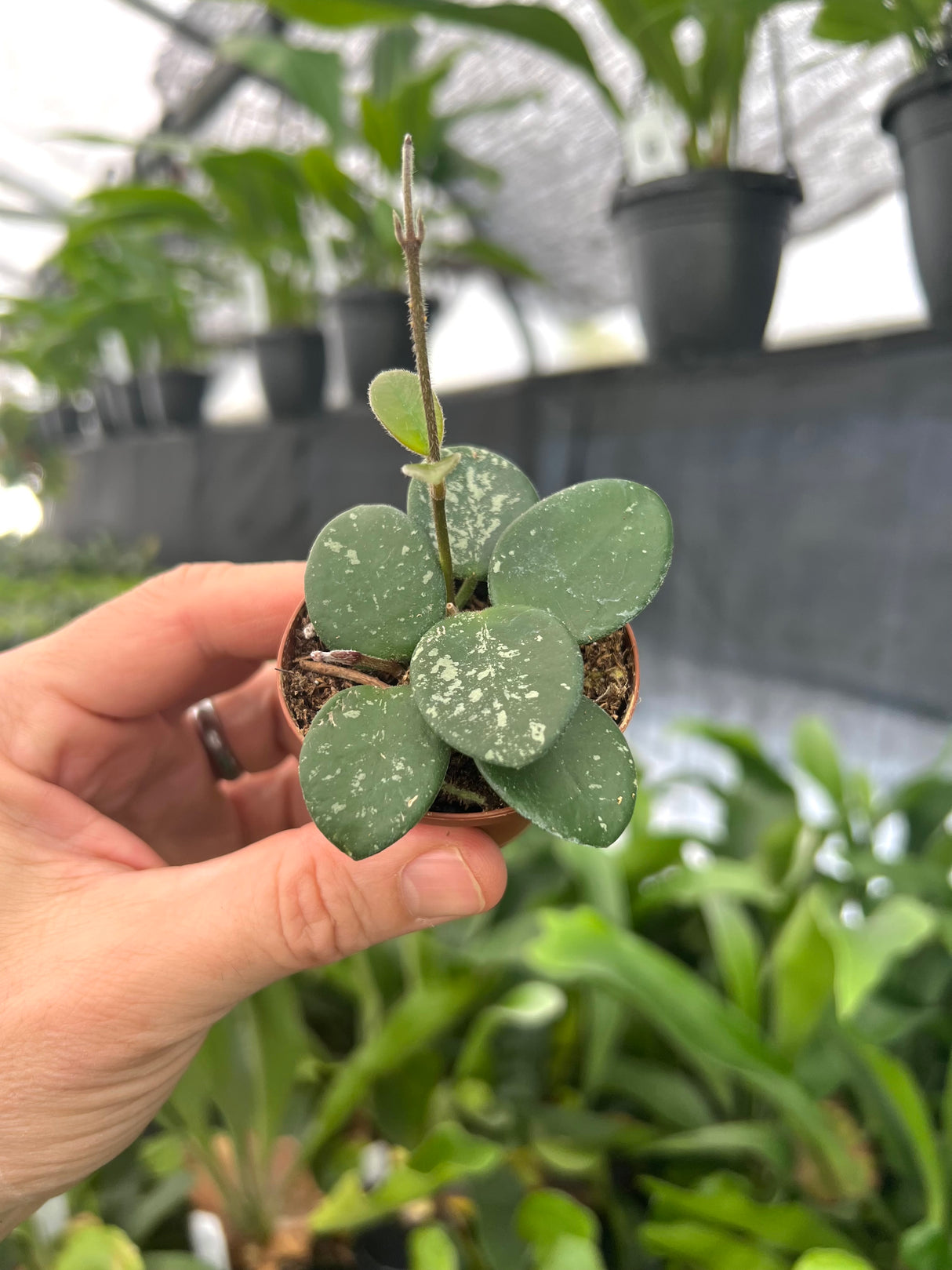 2" Hoya Mathilde 'Splash'