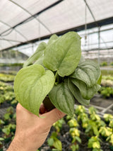 4” Scindapsus ‘Silver Hero’