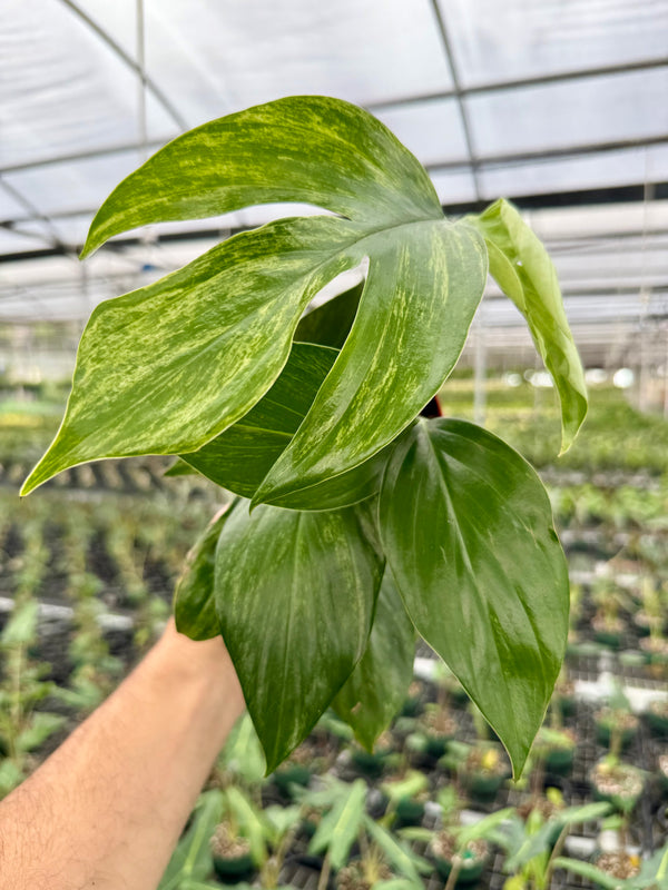 4" Rhaphidophora decursiva variegated