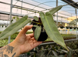 4" Philodendron atabapoense