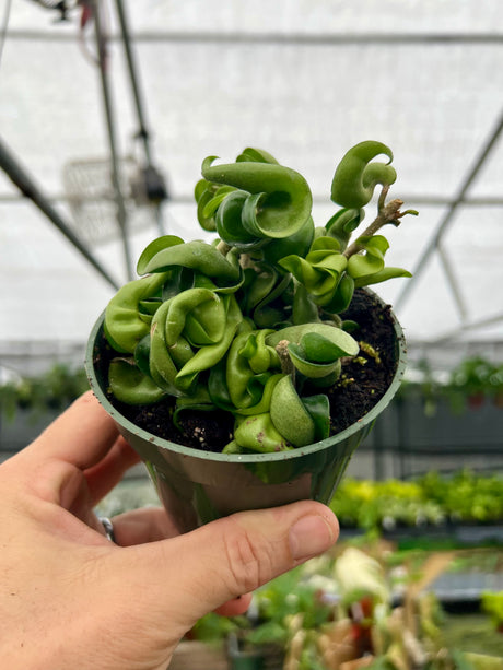 4" Hoya compacta 'Rope'