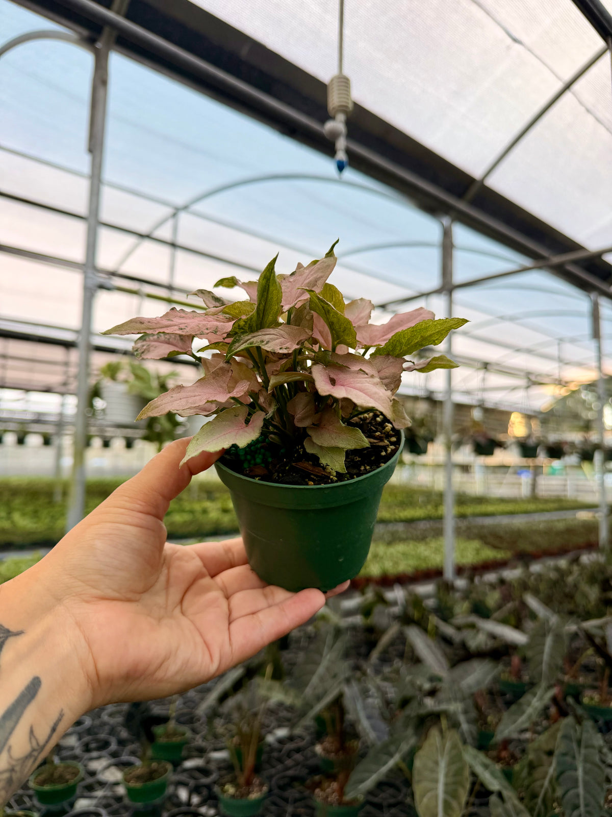 4" Syngonium ‘Pink Arrow'