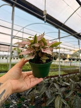 4" Syngonium ‘Pink Arrow'