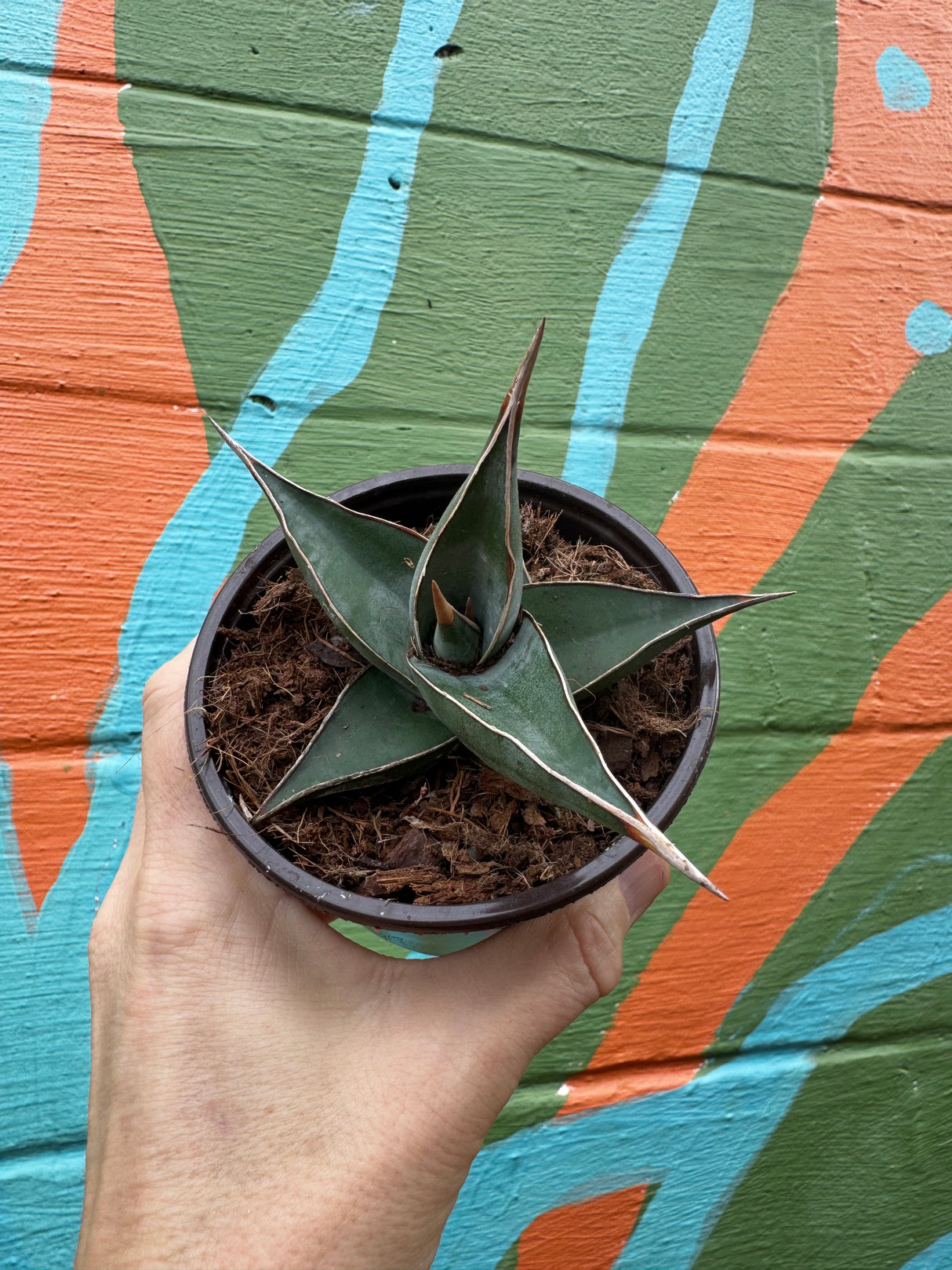 4" Sansevieria pinguicula 'Walking Sansevieria' - Canopy Plant Co.