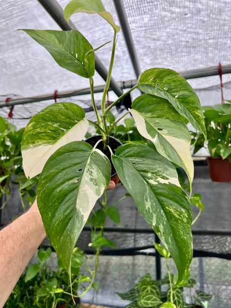 4" Epipremnum pinnatum albo (variegated) - Canopy Plant Co.