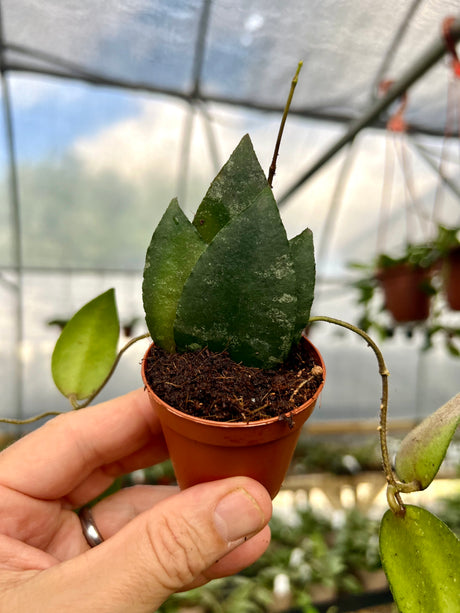 2" Hoya caudata