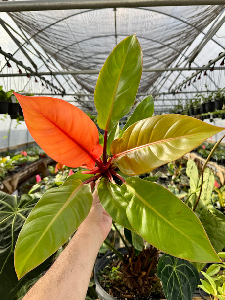 4" Philodendron ‘Prince Of Orange’