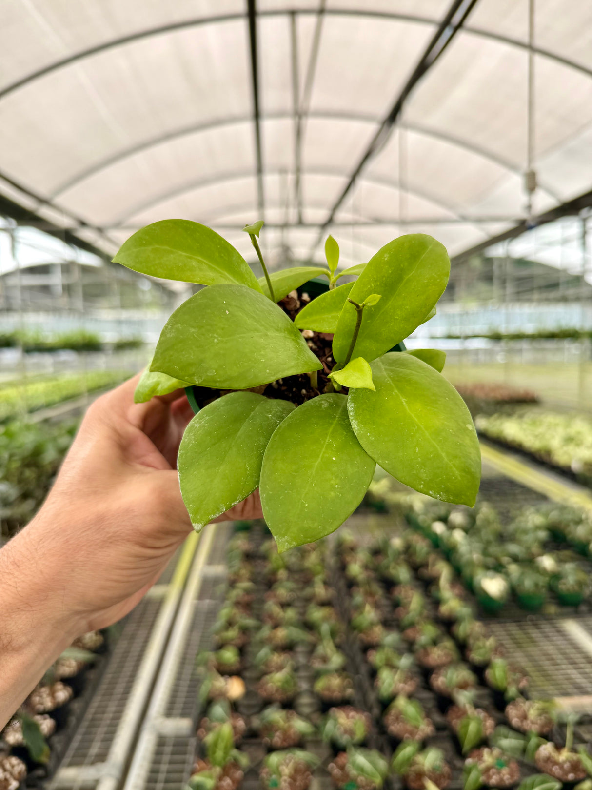 4” Hoya mindorensis