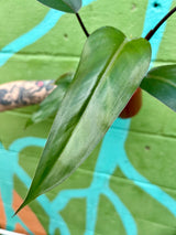 4” Philodendron Majesty