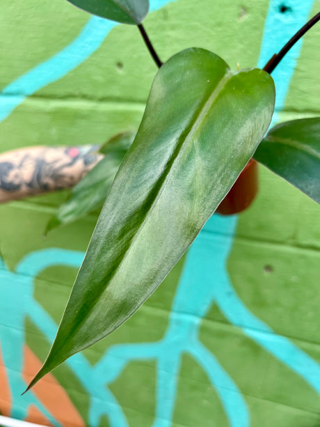 4” Philodendron ‘Majesty’ - Canopy Plant Co.