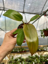 3” Philodendron Florida Bronze